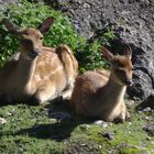 Rehe im Tierpark Art-Goldau/Zug