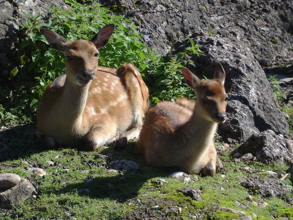 Rehe im Tierpark Art-Goldau/Zug