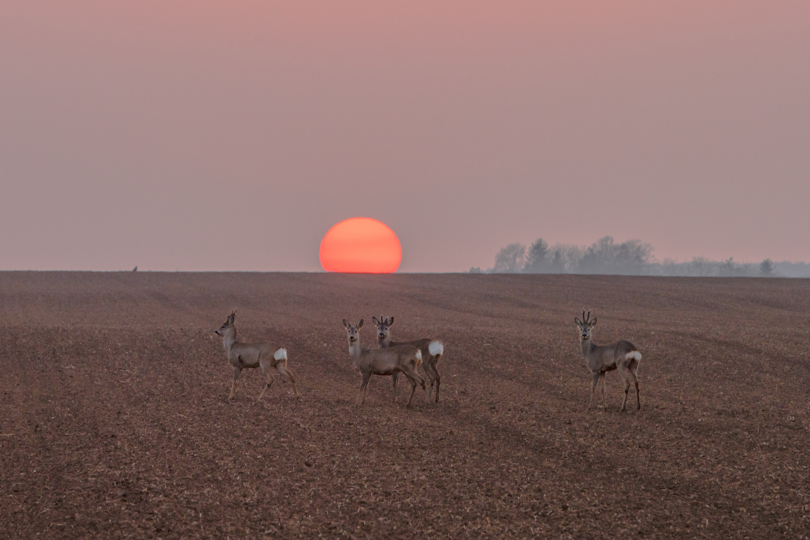 Rehe im traumhafen Sonnenuntergang