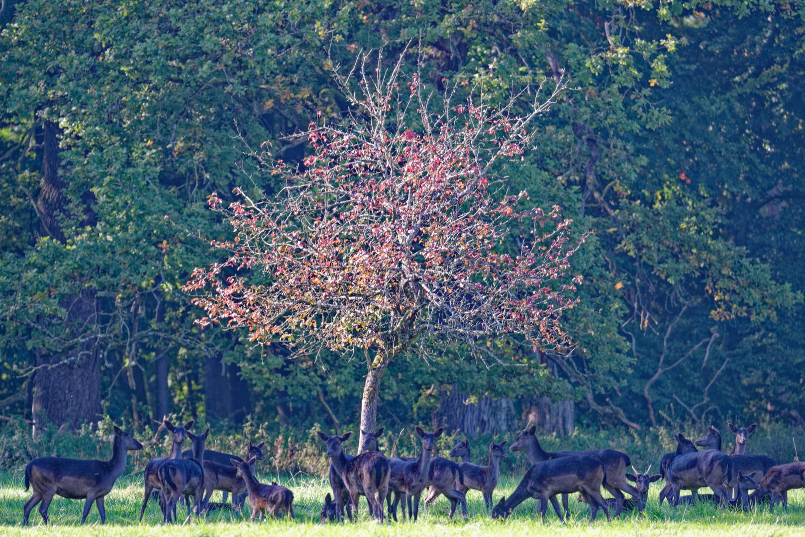 Rehe im Wald