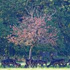 Rehe im Wald