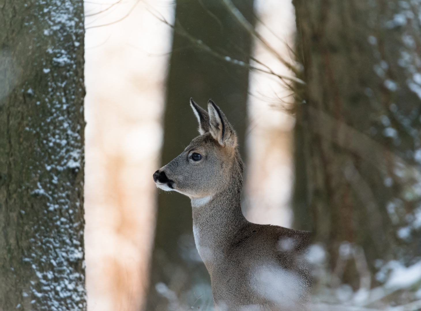 Rehe im Wald