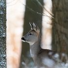 Rehe im Wald