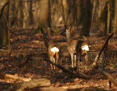 Rehe im Wald