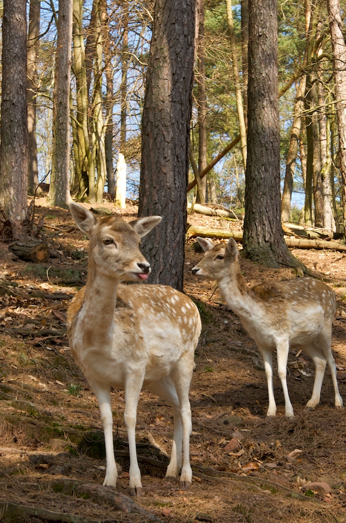 Rehe im Wald