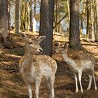 Rehe im Wald