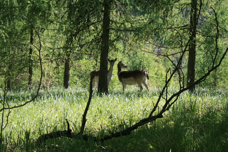 Rehe im Wald