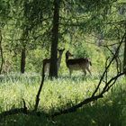 Rehe im Wald