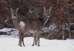 Rehe im Wald