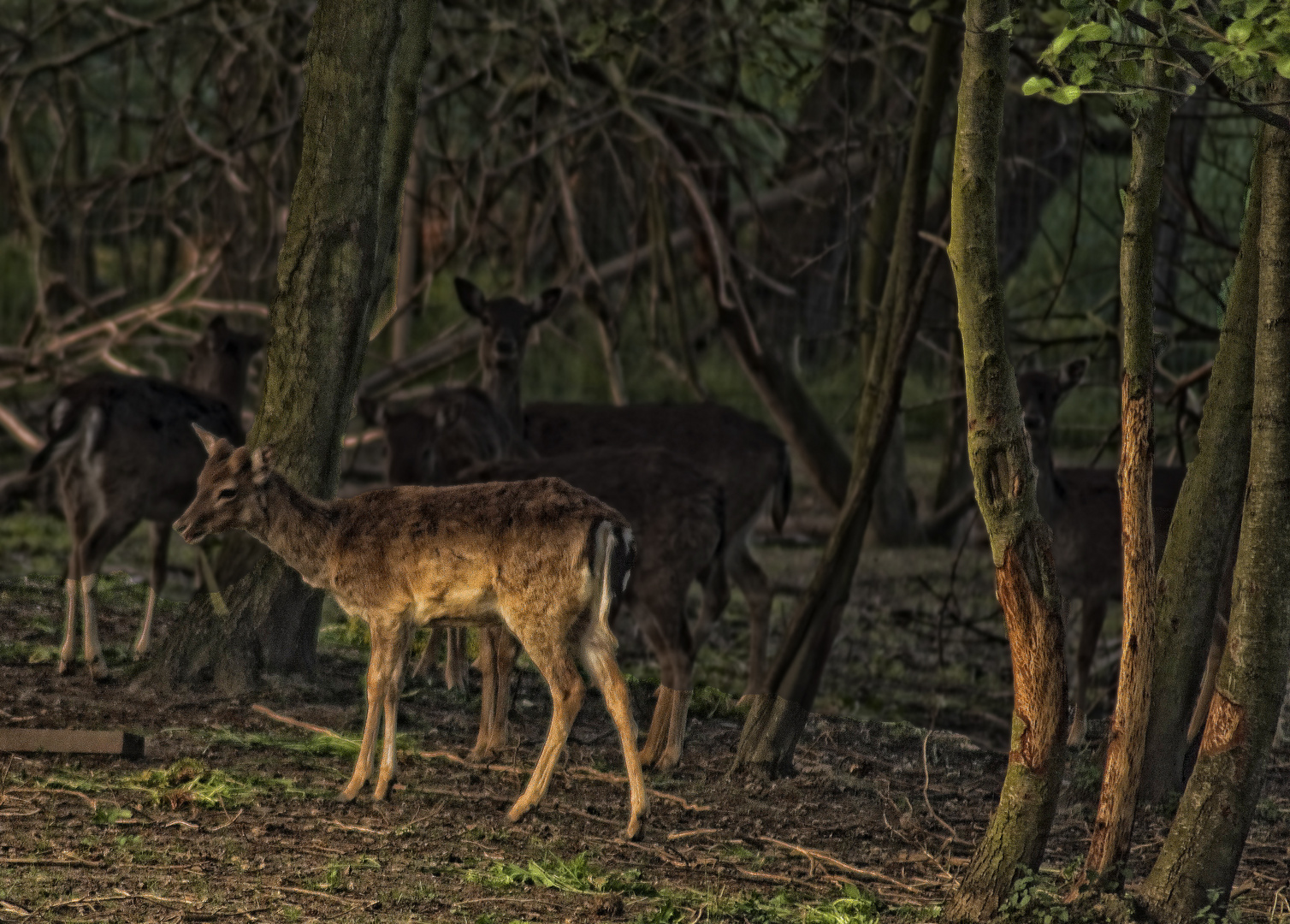 Rehe im Wald