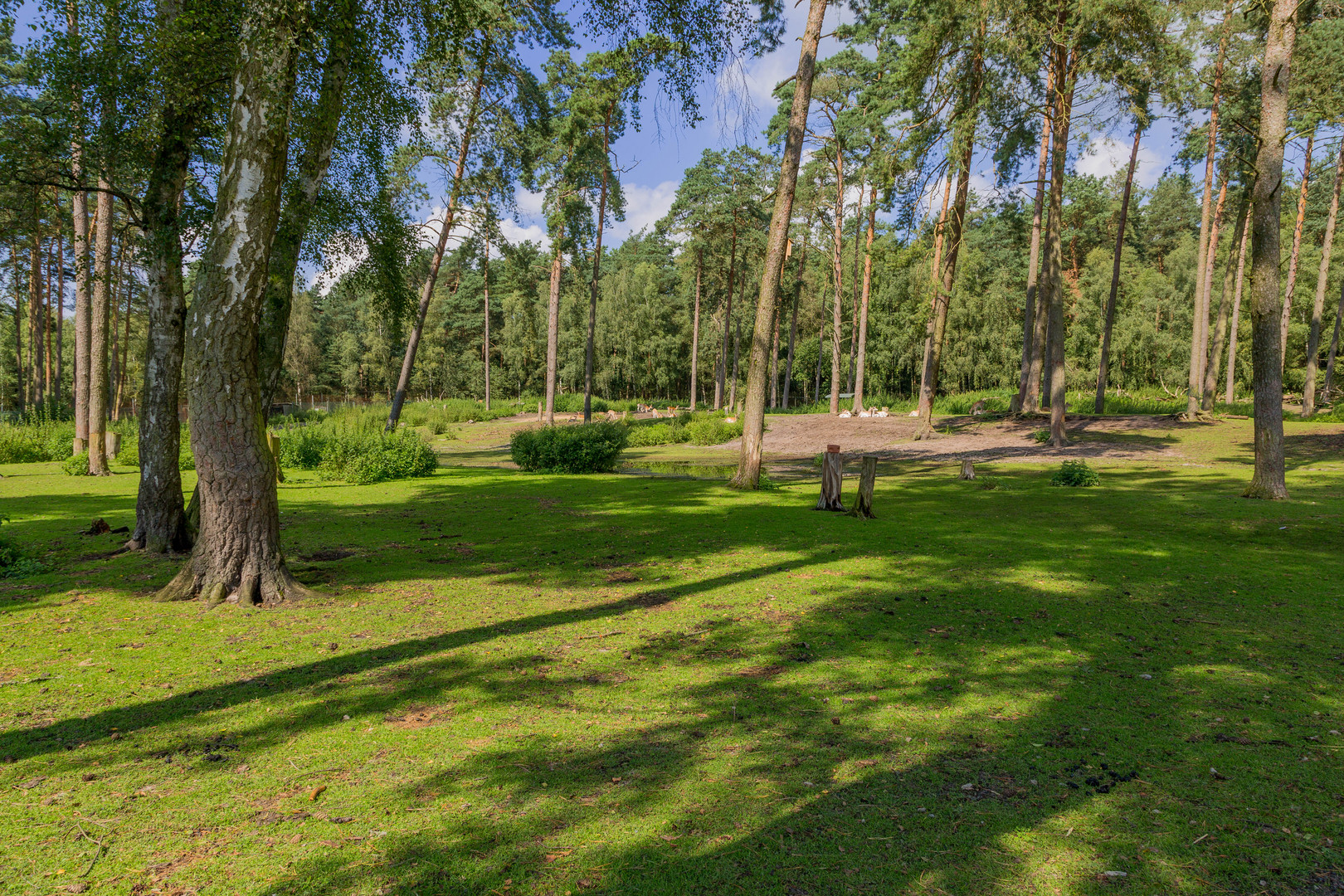 Rehe im Waldgebiet