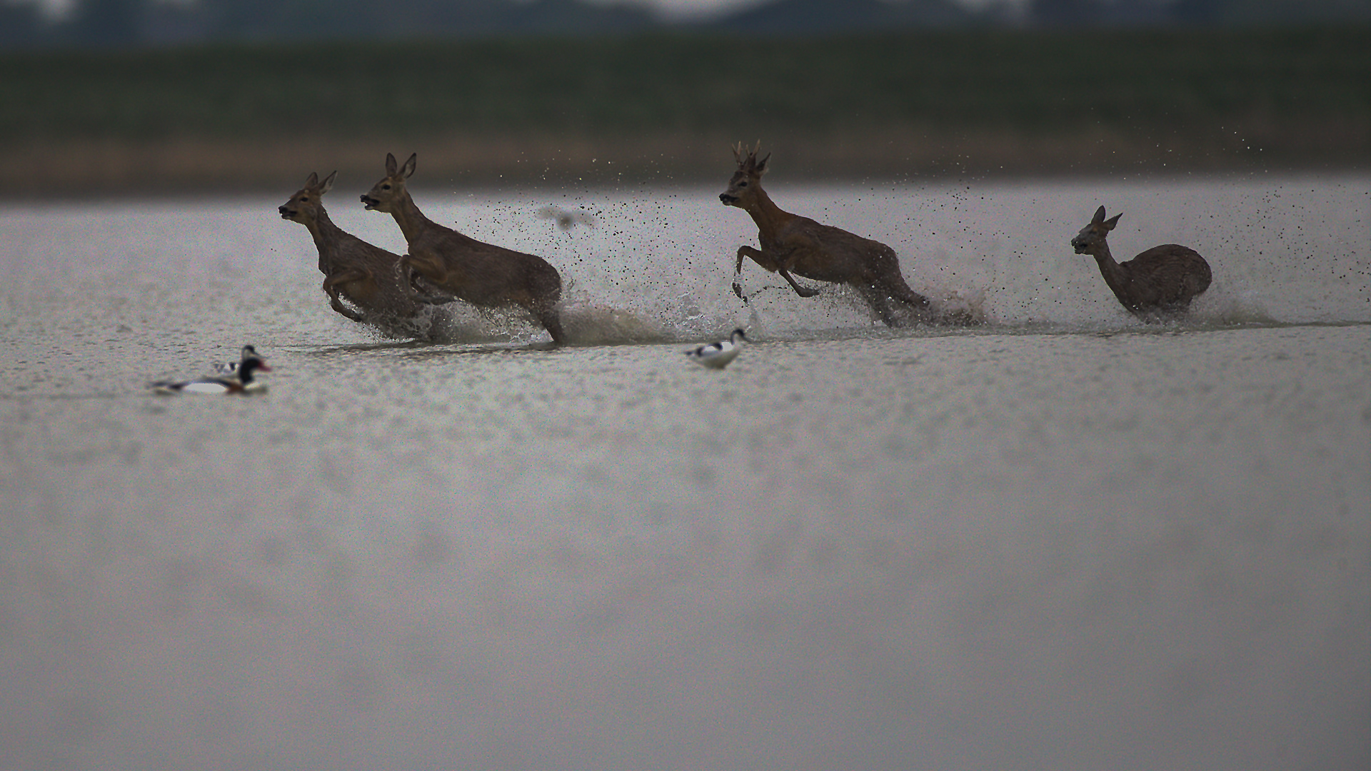 Rehe-im-Wasser