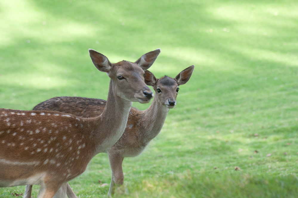 Rehe im Wildpark