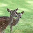 Rehe im Wildpark