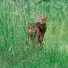 Rehe im Wildtierpark "Alte Fasanerie" in Hanau