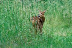 Rehe im Wildtierpark "Alte Fasanerie" in Hanau