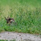 Rehe im Wildtierpark "Alte Fasanerie" in Hanau