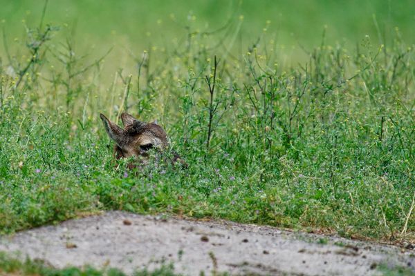 Rehe im Wildtierpark "Alte Fasanerie" in Hanau