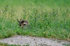 Rehe im Wildtierpark "Alte Fasanerie" in Hanau