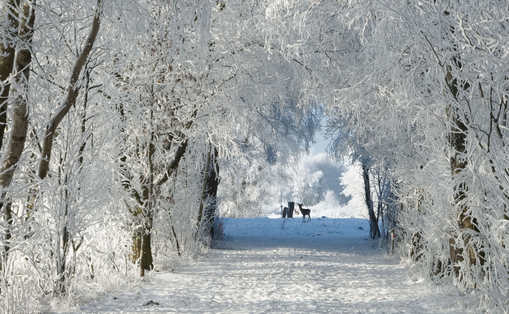 Rehe im Winter !