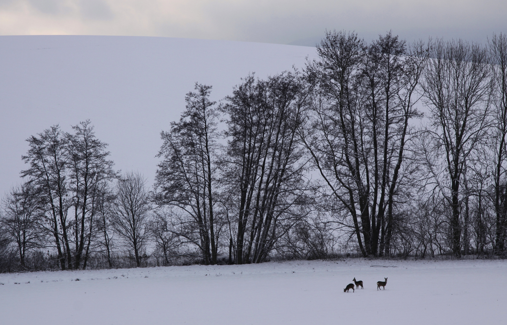 rehe im winter