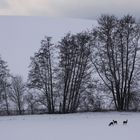 rehe im winter