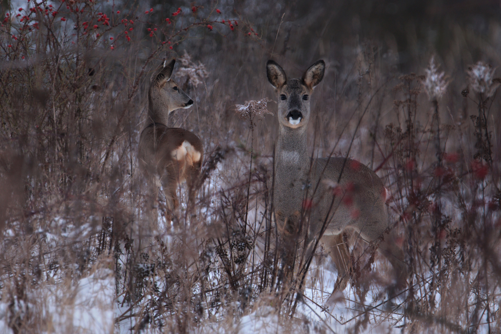 Rehe im Winter