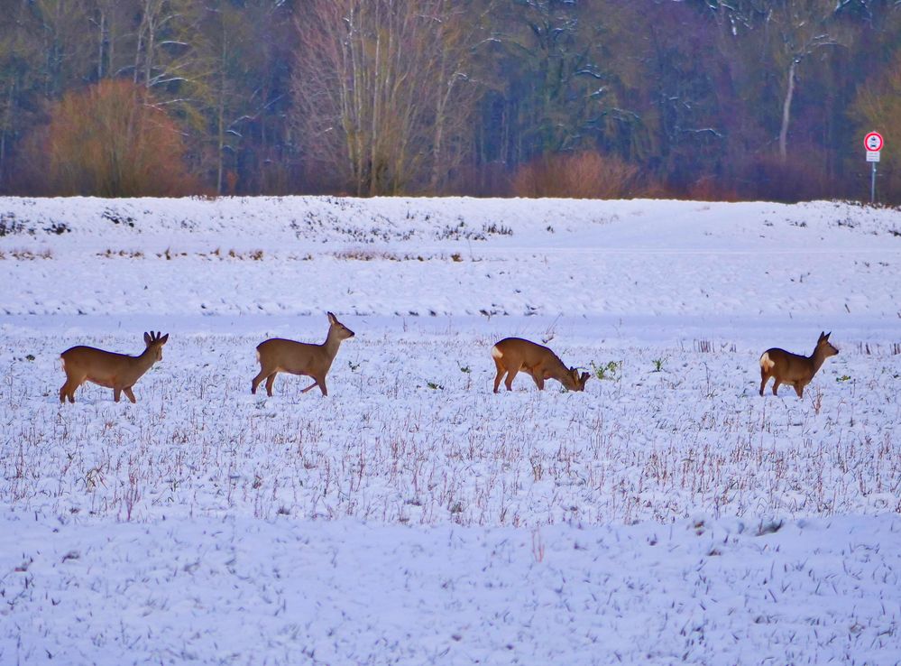 Rehe im Winter