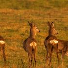 Rehe im Winter