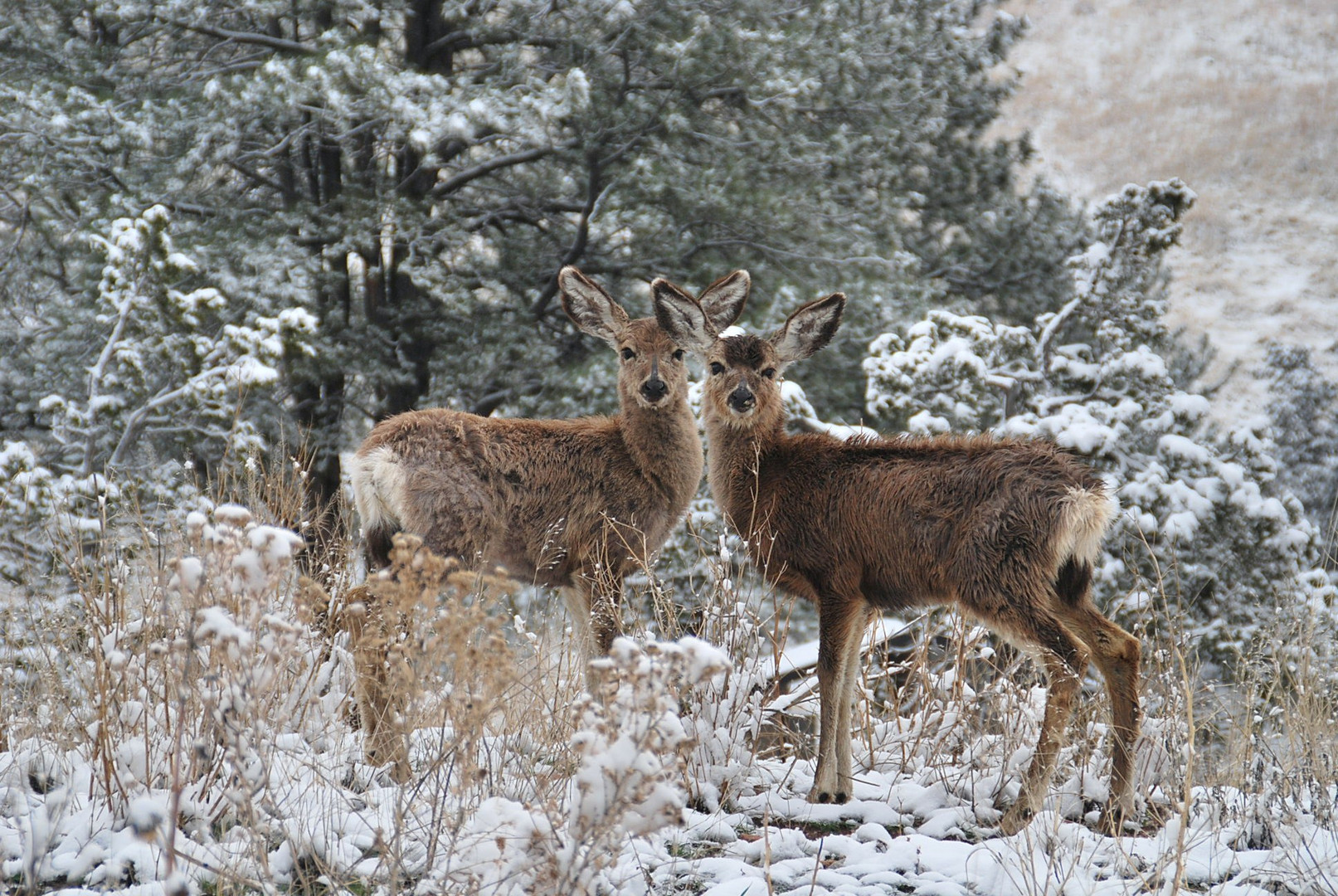 Rehe im Winter