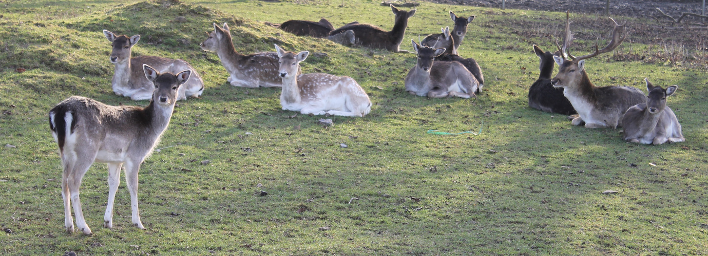 Rehe im Winter