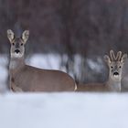 Rehe im Winter