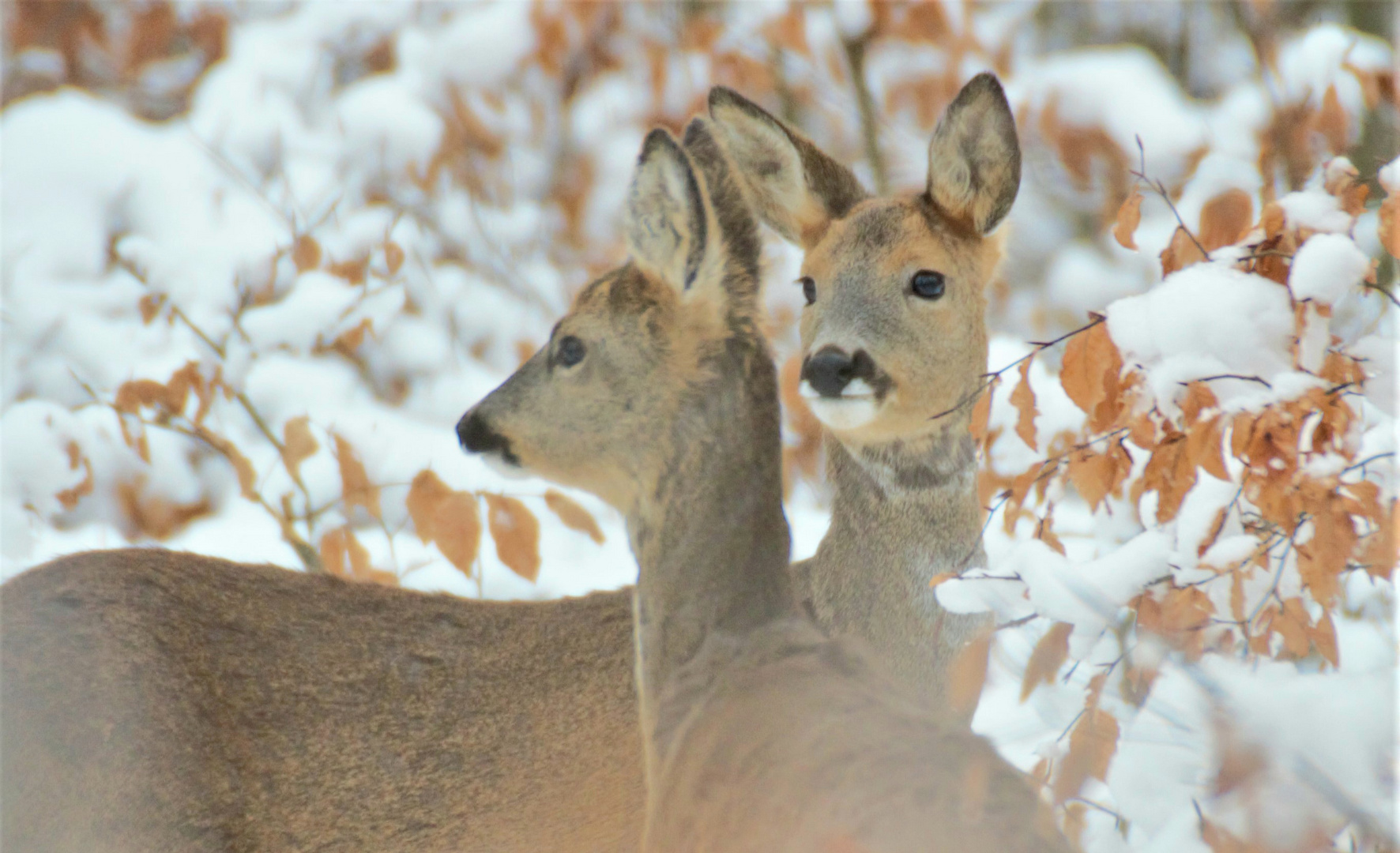 Rehe im Winterwald 