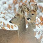 Rehe im Winterwald 