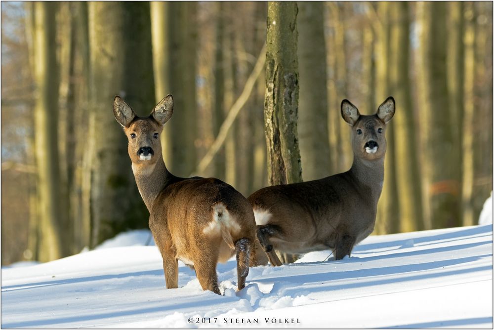 Rehe im Winterwald