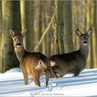 Rehe im Winterwald