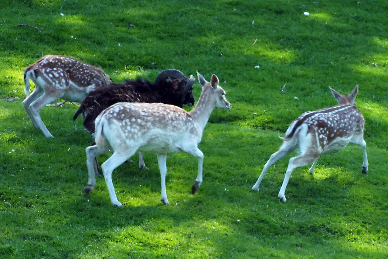 Rehe in Bewegung allerdings in Gehege aufgenommen