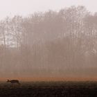 Rehe in den Vilsauen bei Pörndorf SonntagNachmittag