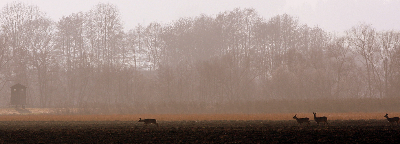 Rehe in den Vilsauen bei Pörndorf SonntagNachmittag