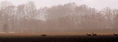 Rehe in den Vilsauen bei Pörndorf SonntagNachmittag