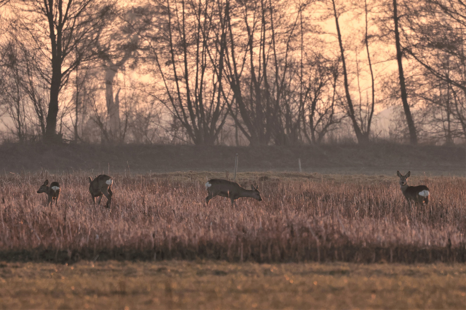 Rehe in der Abenddämmerung