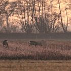 Rehe in der Abenddämmerung