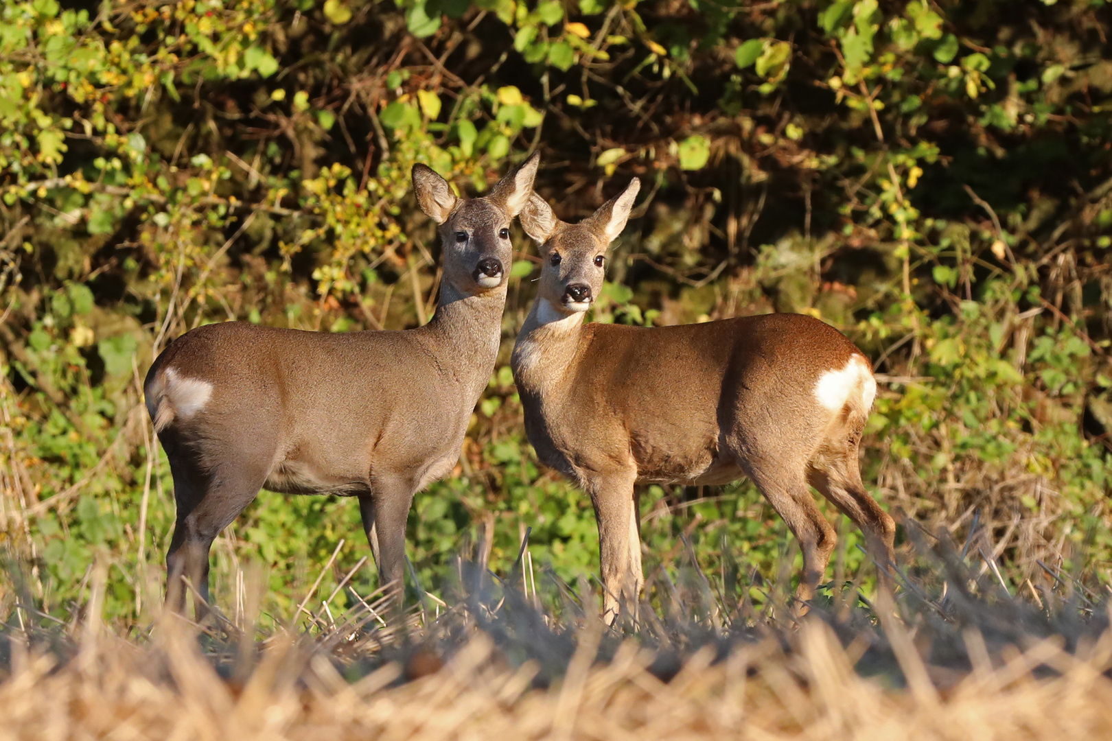 Rehe in der Abendsonne