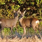 Rehe in der Abendsonne