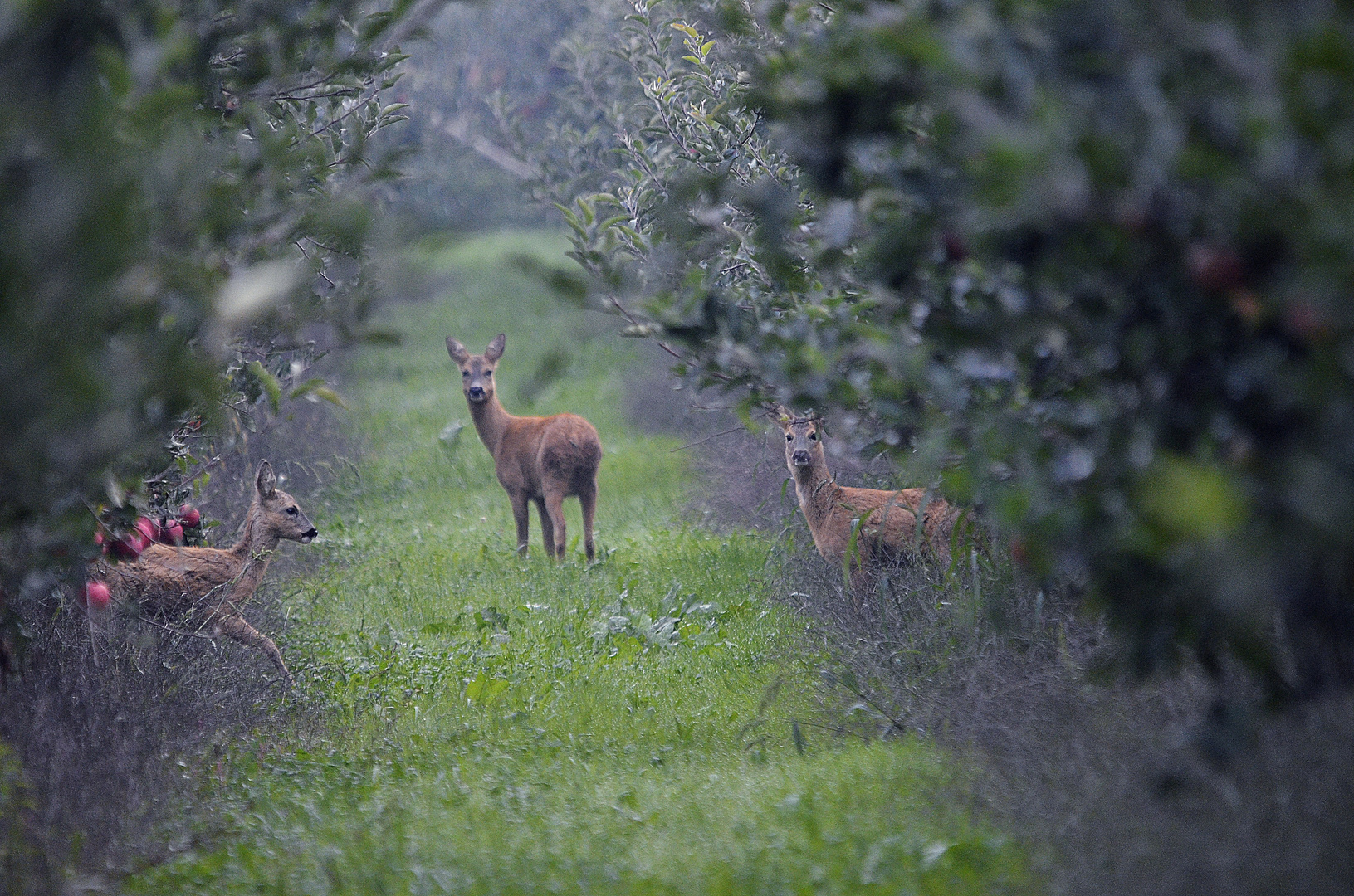 Rehe in der Apfelplantage