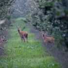 Rehe in der Apfelplantage