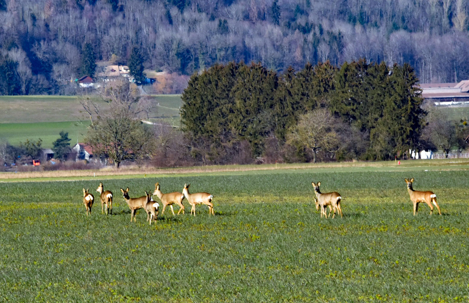 Rehe in der "Bellacher Witi"