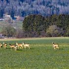 Rehe in der "Bellacher Witi"