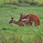 Rehe in der Blattzeit