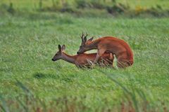 Rehe in der Blattzeit